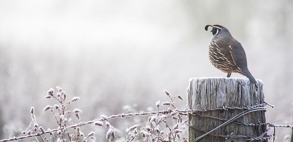 Oregon-Eugene-mornings frost fence post and California Quail